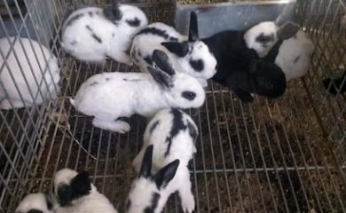 Tienda de animales Granja De Conejos Maranatha