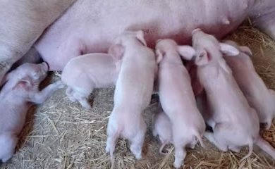 Tienda de animales Granja El Tesoro