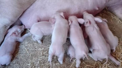 Tienda de animales Granja El Tesoro