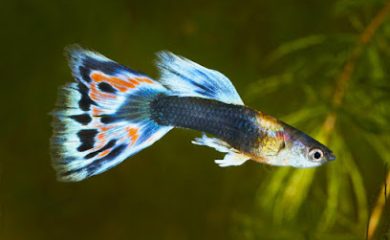 Tienda de animales Granja de Peces Alexandro