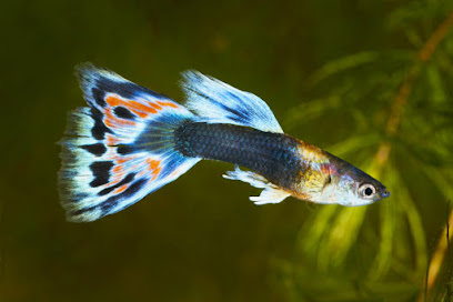 Tienda de animales Granja de Peces Alexandro