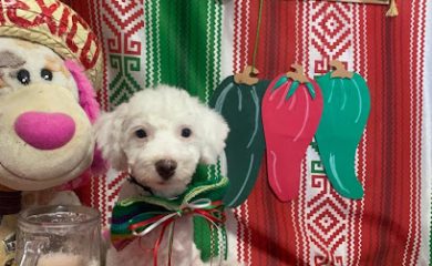 Tienda de animales Happy paws estética canina