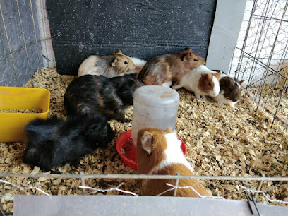 Tienda de animales LA CASA DEL GALLO MASCOTAS Y MAS