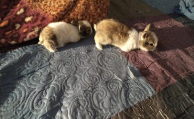 Tienda de animales Los Pepes