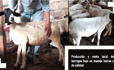 Tienda de animales Producción y venta local de borregos bajo un manejo inocuo y de calidad