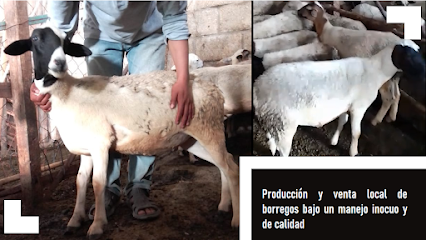 Tienda de animales Producción y venta local de borregos bajo un manejo inocuo y de calidad