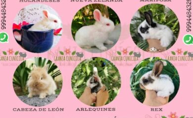 Tienda de mascotas Venta de Conejos Alma Camacho