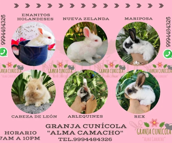 Venta de Conejos «Alma Camacho», Escárcega, Campeche, México.