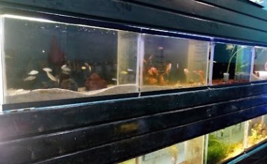 Tienda de peces tropicales Acuario Auakan