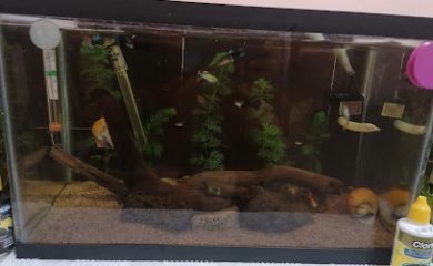Tienda de peces tropicales Acuario Pagoru