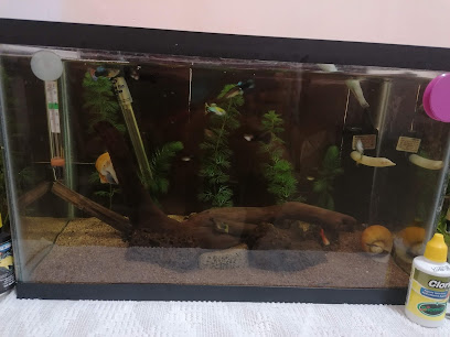 Tienda de peces tropicales Acuario Pagoru