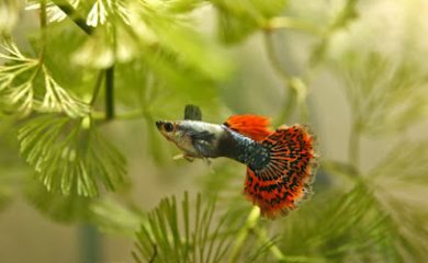 Tienda de peces tropicales Aqualar