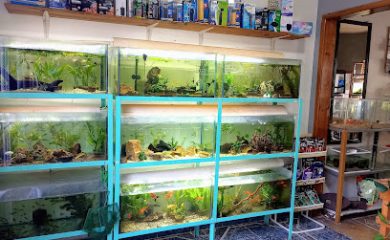 Tienda de peces tropicales Aquarius. Peces y Mascotas