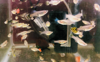 Tienda de peces tropicales Tetras&Bettas