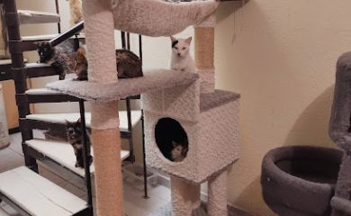 Tienda de productos para mascotas ARENA PARA GATOS CATSTORE