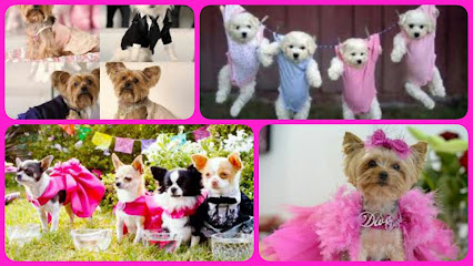 Tienda de productos para mascotas Accesorios Candy