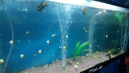 Tienda de productos para mascotas Acuario Atlantis Seybaplaya