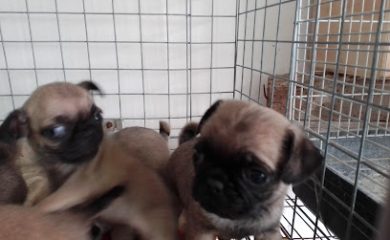 Tienda de productos para mascotas Acuario Durán Sabinas