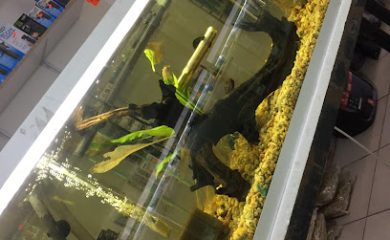 Tienda de productos para mascotas Acuario Estrella San Luis Potosi