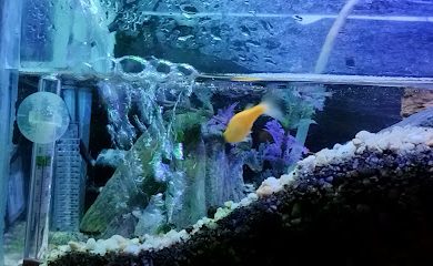 Tienda de productos para mascotas Acuario Gamu