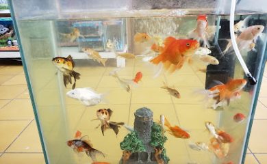 Tienda de productos para mascotas Acuario HappyPet