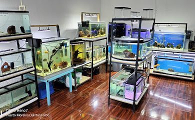 Tienda de productos para mascotas Acuario Severum