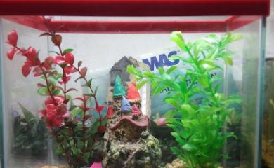Tienda de productos para mascotas Acuario kikay