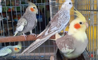 Tienda de productos para mascotas Acuario y tienda de mascotas Rancho los Coyotes Manzanillo