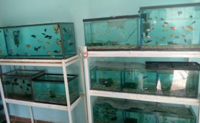 Tienda de productos para mascotas Animalitos Campeche