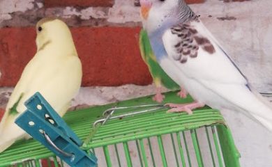 Tienda de productos para mascotas Aviario los canarios