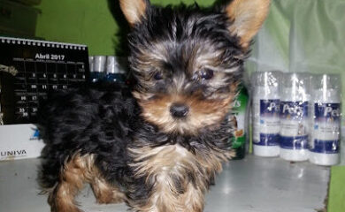 Tienda de productos para mascotas BICHOS Tienda de Mascotas