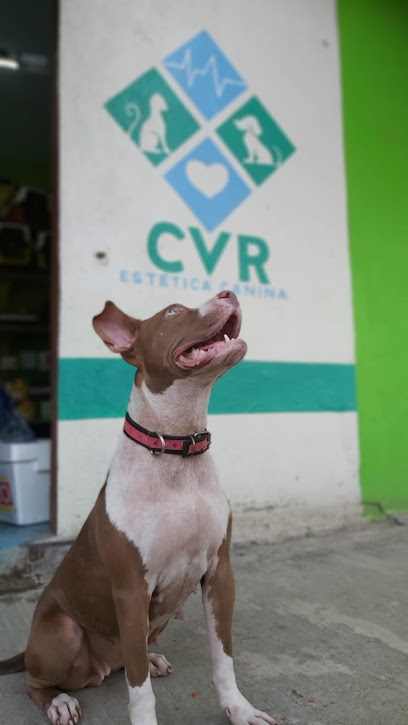 CVR estética canina en Teapa