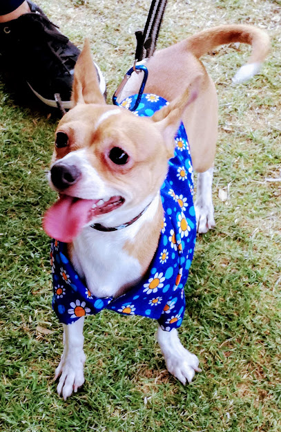 Tienda de productos para mascotas Canito, ropa y accesorios para perro