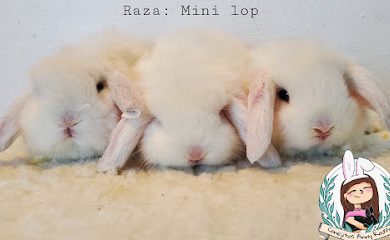 Tienda de productos para mascotas Conejitos Anny Rouss