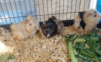 Tienda de productos para mascotas Conejos y Cuyos "La Parra"