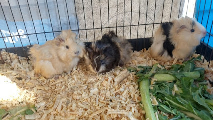 Tienda de productos para mascotas Conejos y Cuyos "La Parra"