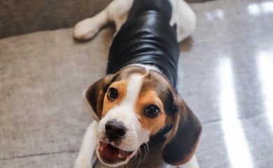 Tienda de productos para mascotas Dog Face