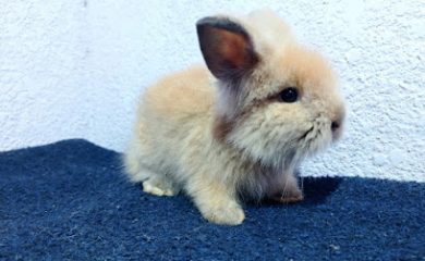 Tienda de productos para mascotas Granja Cunicola Mi Rinconcito