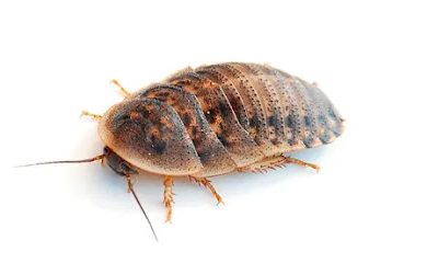 Tienda de productos para mascotas Grillos e Insectos de granja