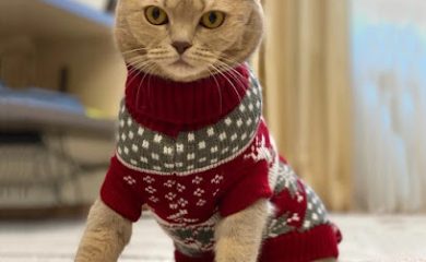 Tienda de productos para mascotas I Love my pet's