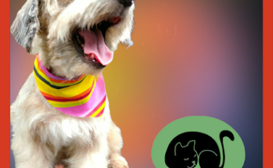 Tienda de productos para mascotas La Casa de Don Guapo