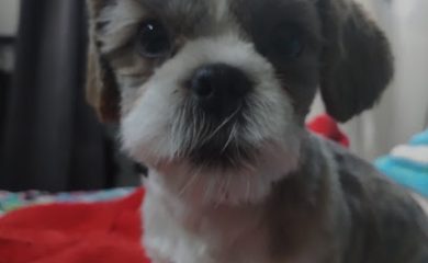 Tienda de productos para mascotas La casa de los Peludos