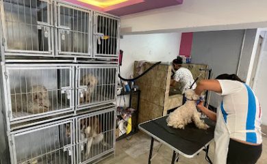 Tienda de productos para mascotas MIMADOG SPA CANINO