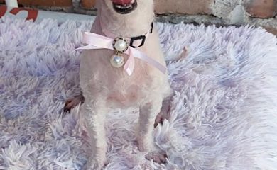 Tienda de productos para mascotas Mas de Mascotitas Gro.