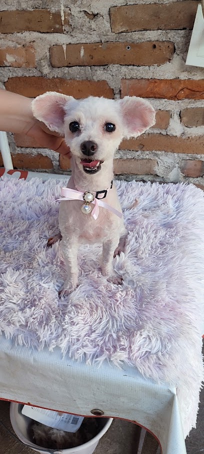 Tienda de productos para mascotas Mas de Mascotitas Gro.