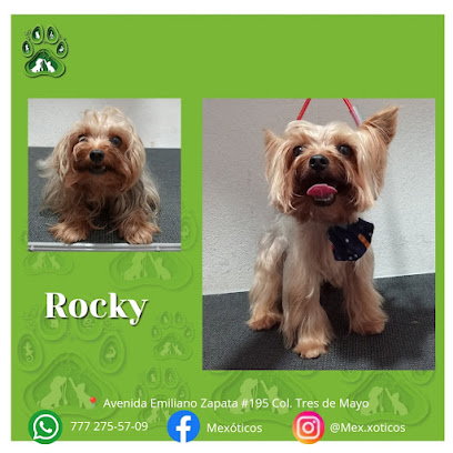 Tienda de productos para mascotas Mexóticos