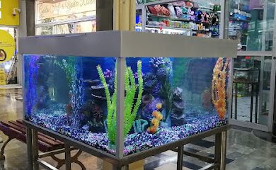 Tienda de productos para mascotas PECES Y MASCOTAS TINFOI