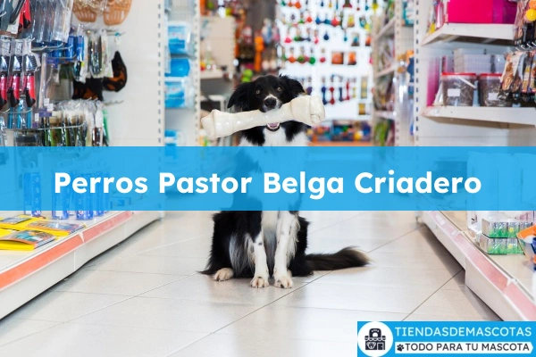 Tienda de productos para mascotas Perros Pastor Belga Criadero
