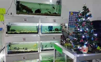 Tienda de productos para mascotas Pet Store Yommi