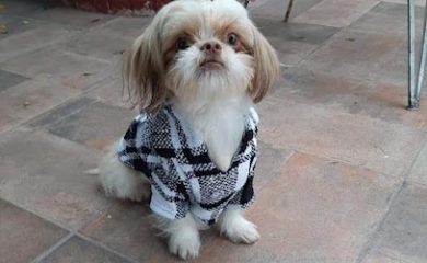 Tienda de productos para mascotas Pets Mall & Spa Reynosa